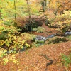 Autumn through Mill Wood