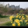 The Castle, and Daffodil...