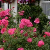 Eynsford village cottage and flowers