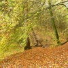 Over Hacking Woods