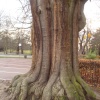 Tree !!
