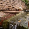 Village ducks
