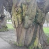 Tree!!!