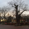 Greenwich Park