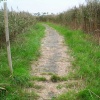 Walking through the marshes (only in summertime)