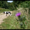 Bug, Thistle, and Ted