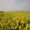 Rape fields