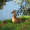 At Waveney Valley Lakes