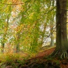 Mill Wood