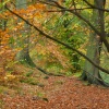 Mill Wood