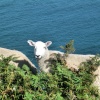 Walking along Cleveland Way