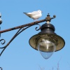 Black Headed Gull