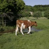 Cow on the move