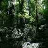 Went Valley in Spring 2009