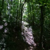 The Went Valley in Spring 2009