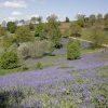Bluebells