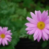 Pretty in Pink