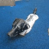 Dog swimming