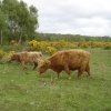 Brockenhurst, Hampshire