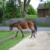 Brockenhurst, Hampshire
