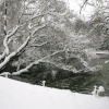 Peckham Rye