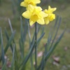Daffodils