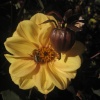 Bee on Dahlia