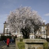 Blossom