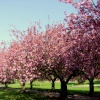 Valley Gardens Spring 2009