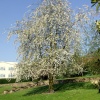 Vallet Gardens Spring 2009