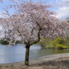 The Park Lake Spring 2009