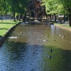 Ducks Gallore