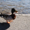 Bourton Quack