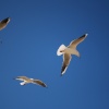 Seagulls in Bournemouth