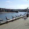 Gulls, gulls, gulls!