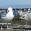 Gulls, gulls, gulls