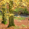 Hurst Green