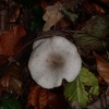 Fungi