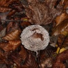 Fungi