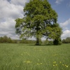 Meadows