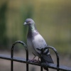Pigeon