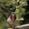 Duck in the park