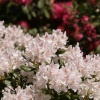 Rhododendrons in the park