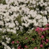 Rhododendrons in the park