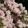 Rhododendrons in the park