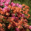 Rhododendrons in the park