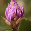 Rhododendrons in the park