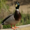 Duck in the park