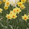 Daffodils