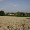 Wheat fields